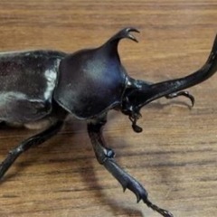 カブトムシ採り>-ᕮ่̡l̡̀ᑐੑੇ 誰でも簡単に採れます🔰