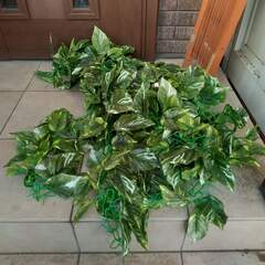 グリーンフェンス　リーフラティス　１８０×９０ｃｍ　ラティスベース×２　受取予定者様とお話中の画像