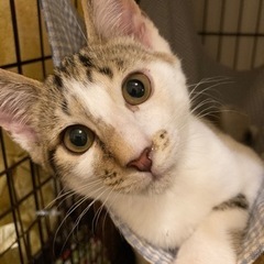 里親さん決定🐾元気いっぱいキジシロ兄弟！4ヶ月ツバサくん