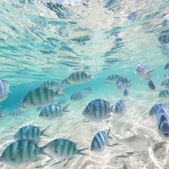 ７月２９日(火)那覇からシュノーケル行ける方居ませんか？？
