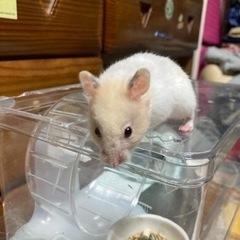 元気でやんちゃなゴールデンハムスター 