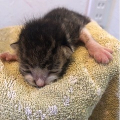 子猫の里親募集
