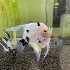 エンゼルフィッシュ　の画像