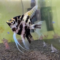 エンゼルフィッシュ　の画像