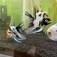 エンゼルフィッシュ　の画像