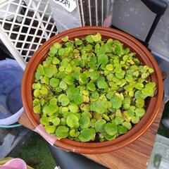 水草 アマゾンフロッグピット アマモの画像