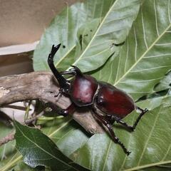 カブトムシとクワガタムシ