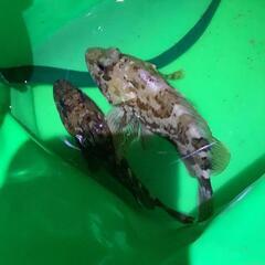 小さなボートで魚釣り行こう!