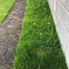 庭の草むしり、芝刈りをお願いします