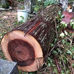 杉原木切り売り