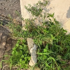 ソヨゴ　オリーブ　苗木