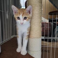 庭で保護した仔猫一匹、再募集致します。