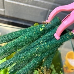 メダカ10匹　　赤ちゃん　　卵　　水草セットの画像