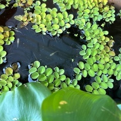 メダカ10匹　　赤ちゃん　　卵　　水草セットの画像