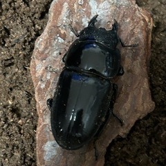パラワンオオヒラタクワガタ　単メス　交尾済