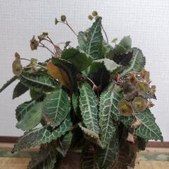 ユーフォルビア