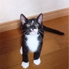 白黒猫のかんちゃん