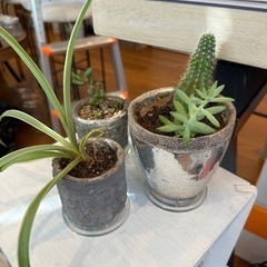 植物セットの画像