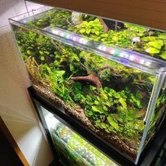 観賞魚(熱帯魚、メダカ)引き取ります!!