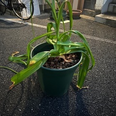 [植物売ります] クリナム　クヌレアナム