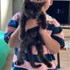 2ヶ月の仔猫！里親募集