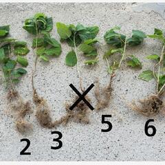 アナベル　紫陽花苗　根付き苗　抜き苗１株　の画像