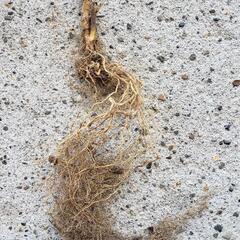 アナベル　紫陽花苗　根付き苗　抜き苗１株　の画像