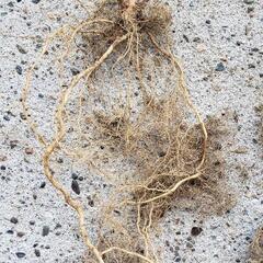 アナベル　紫陽花苗　根付き苗　抜き苗１株　の画像