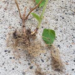 アナベル　紫陽花苗　根付き苗　抜き苗１株　の画像