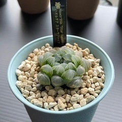ハオルチア　スターサファイア