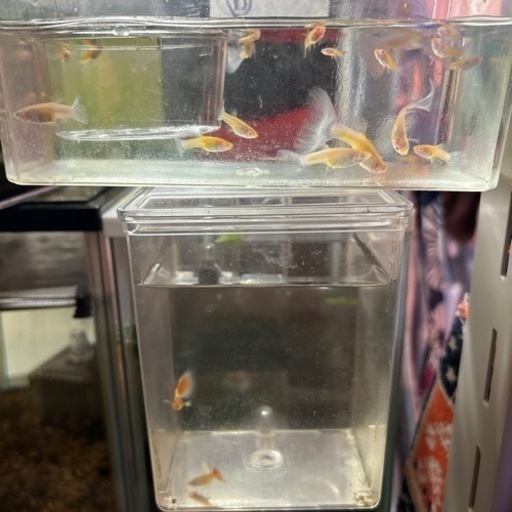 【決まりました】\nアクアマリンネオンテールグッピー