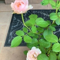 ６号鉢ミニバラ差し上げますꕤ︎︎·͜· ︎︎
