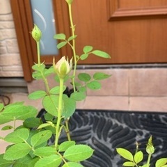 ６号鉢ミニバラ差し上げますꕤ︎︎·͜· ︎︎の画像
