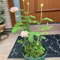 ６号鉢ミニバラ差し上げますꕤ︎︎·͜· ︎︎の画像