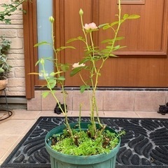 ６号鉢ミニバラ差し上げますꕤ︎︎·͜· ︎︎の画像