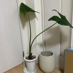 生活雑貨 家庭用品 ガーデニング