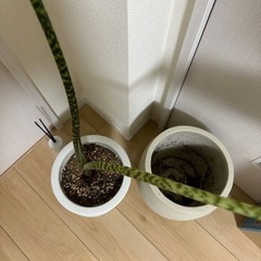 生活雑貨 家庭用品 ガーデニングの画像