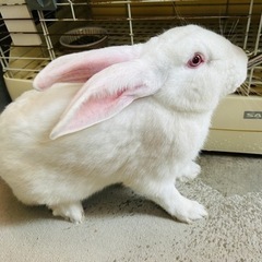 白いウサギ