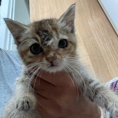里親募集中（生後２～３ヶ月の子猫です）
