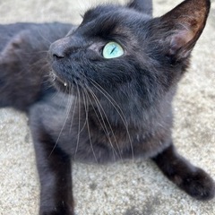 保護猫 − 宮崎県