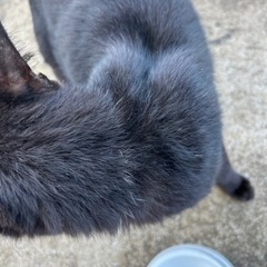 保護猫 - 教えたい