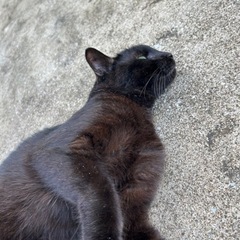 保護猫 - 宮崎市