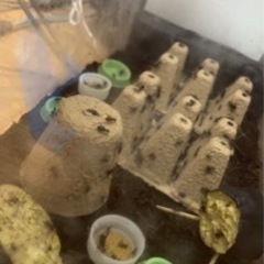 鈴虫のみ100円❗️鳴き始めました🎵の画像