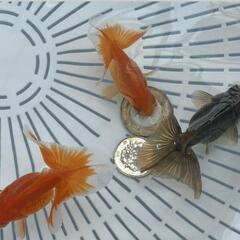 土佐錦　稚魚の画像