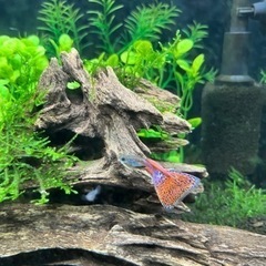 国産グッピー🐠✨