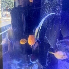引取限定　ハコフグ　ミナミハコフグ　幼魚　海水魚　近海産の画像
