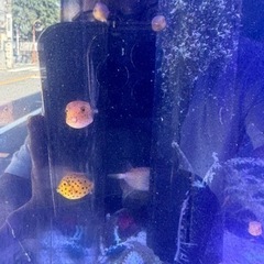 引取限定　ハコフグ　ミナミハコフグ　幼魚　海水魚　近海産の画像