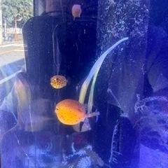 引取限定　ハコフグ　ミナミハコフグ　幼魚　海水魚　近海産の画像
