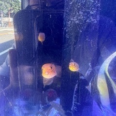 引取限定　ハコフグ　ミナミハコフグ　幼魚　海水魚　近海産の画像