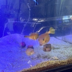 引取限定　ハコフグ　ミナミハコフグ　海水魚　ワイルド　近海産